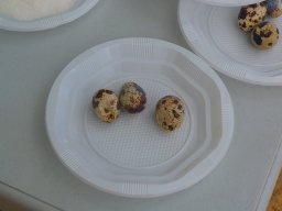 XIX Concentracion - 2012